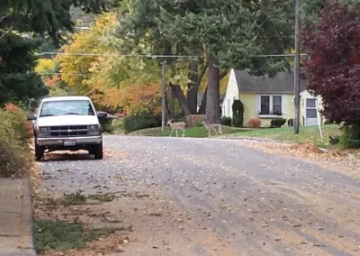 You might even see some deer walking through!